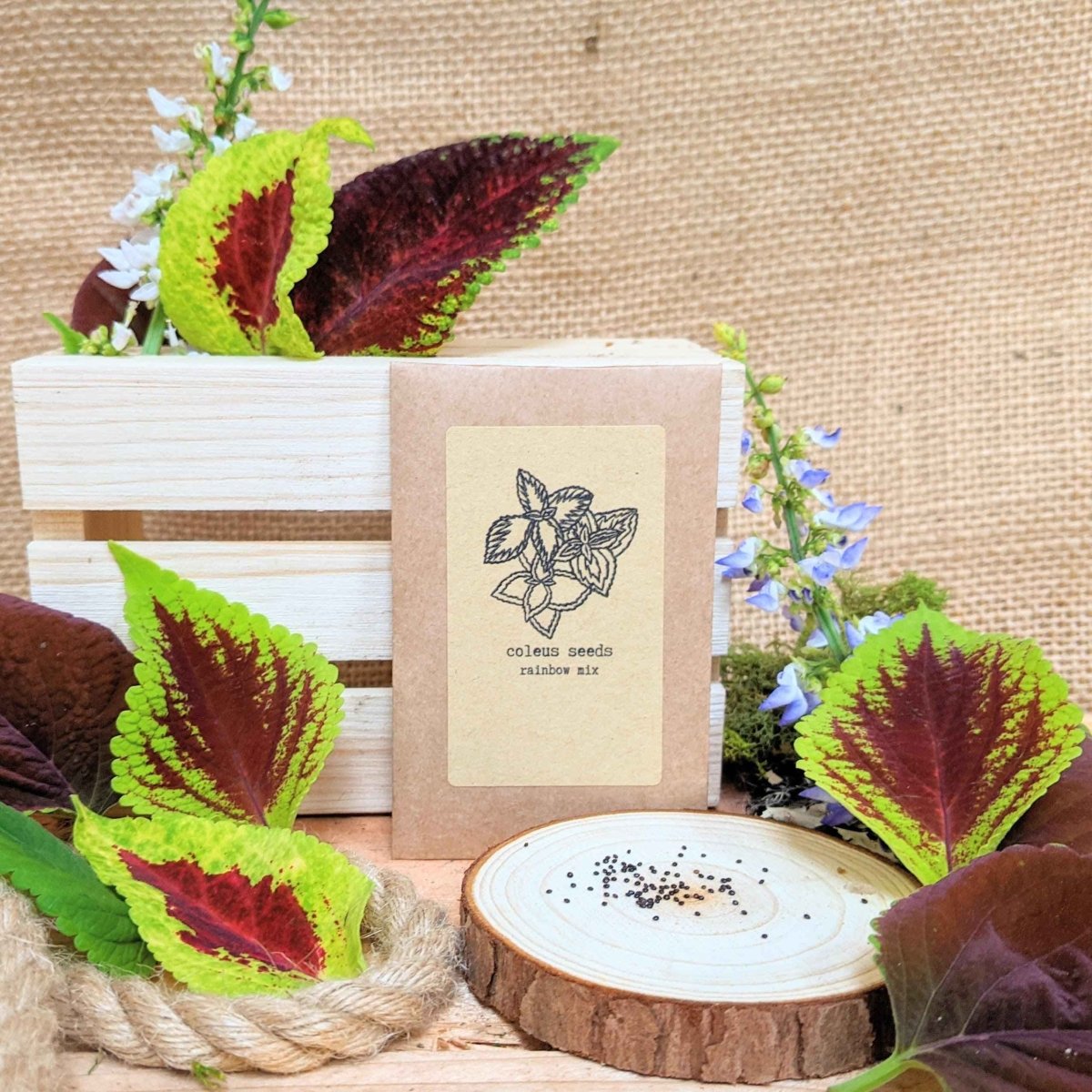 "Houseplant Newbie" Houseplant Seed Collection